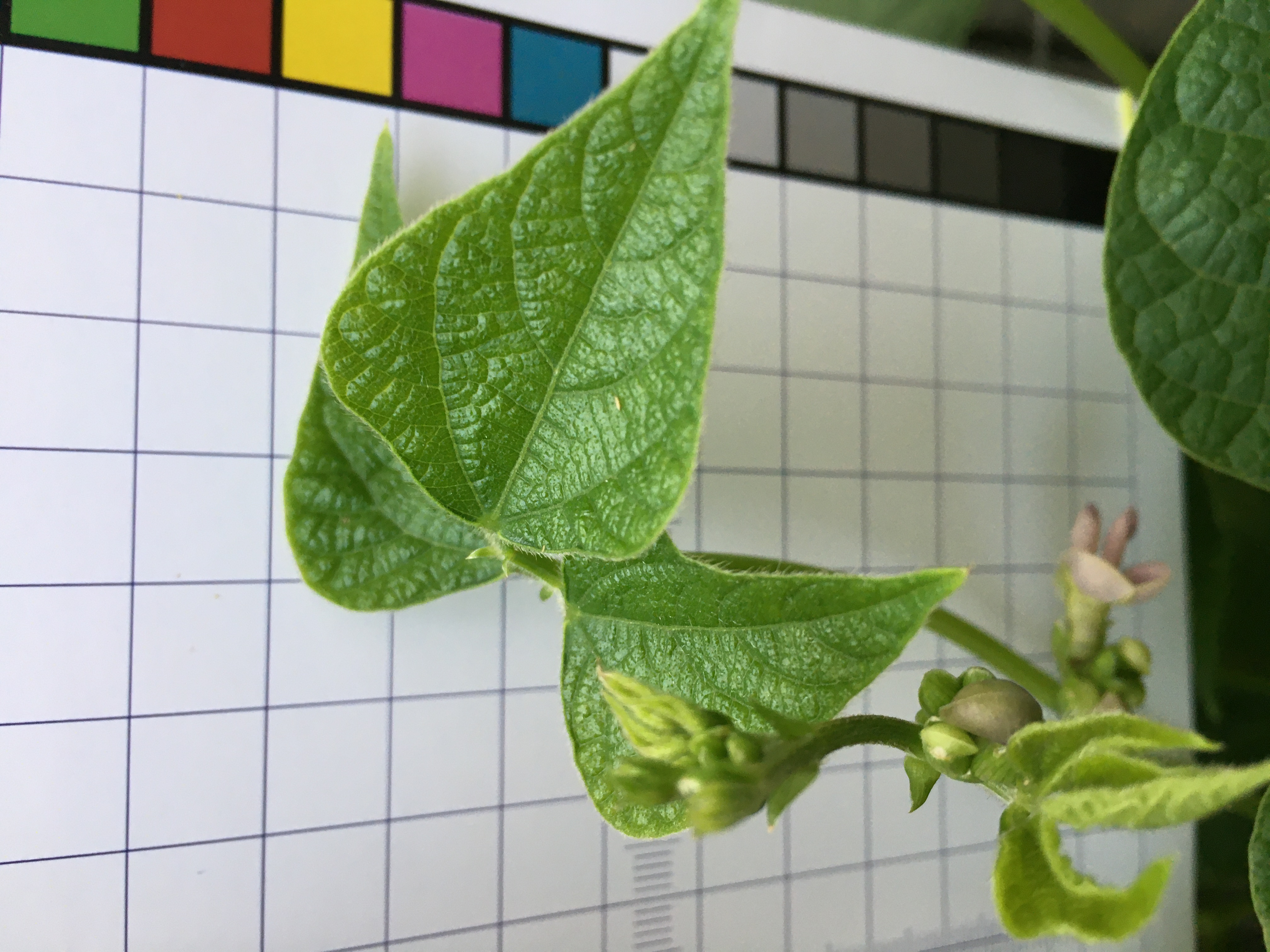 Citizen Science Experiment